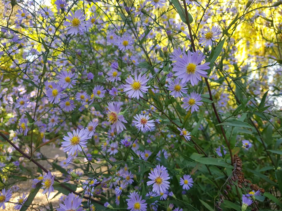 Keegel s gisaster Symphyotrichum Turbinellum Anu Aed